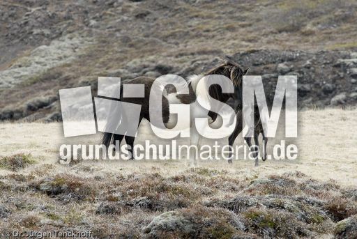 Islandpferde (21 von 50).jpg